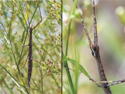 walking stick and closeup of face