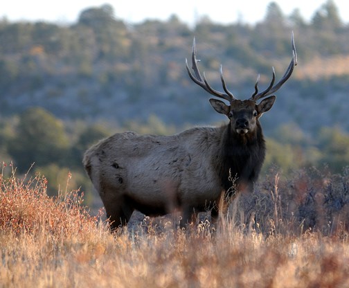 bull elk