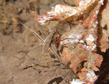 Water Strider