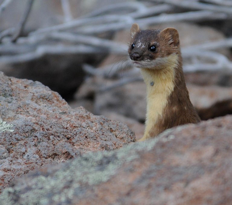 weasel