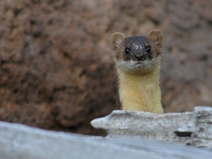 Long-tailed Weasel