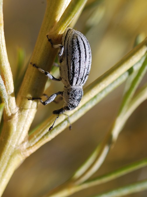 weevil
