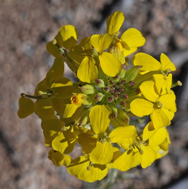 western wallflower