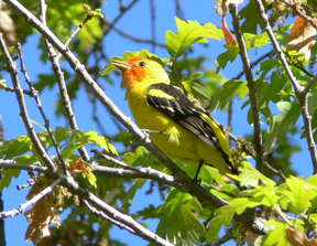 western tanager western tanager