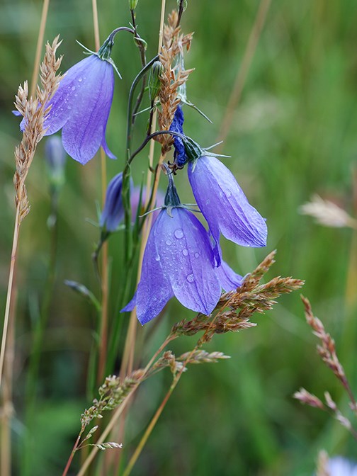 wet harebells