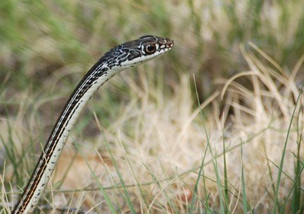 striped whipsnake