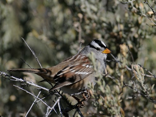 white crowned sparrow