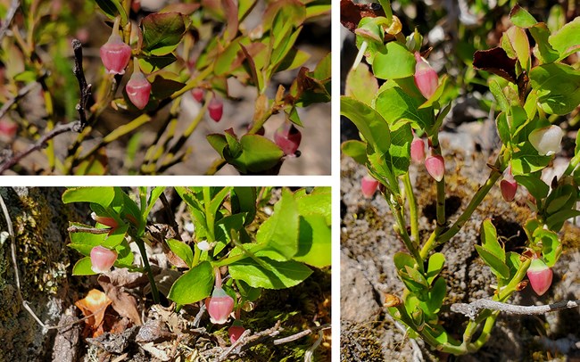 a small green plant with pink urn shaped flowers