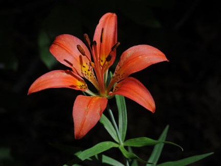 wood lily