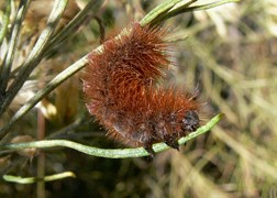 Woolly Bear Caterpillar