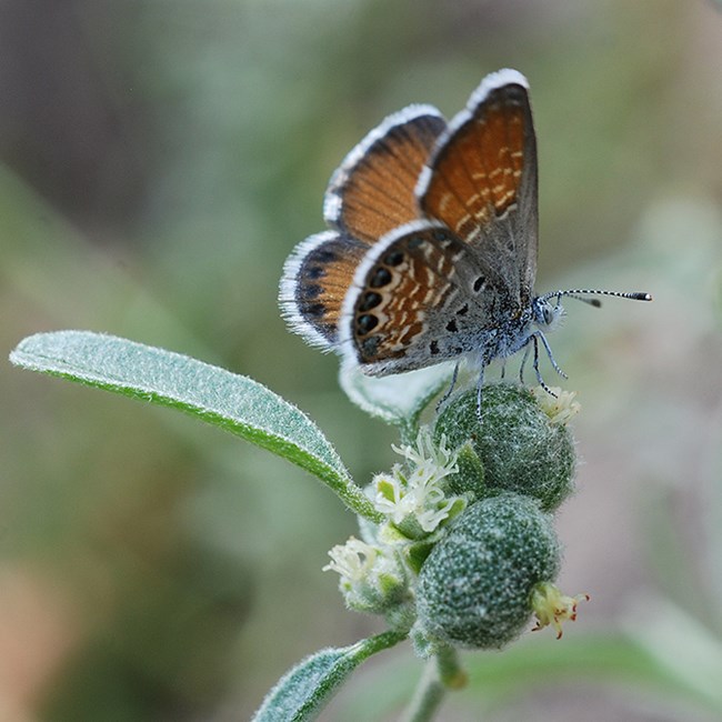 western pygmy blue on doveweed