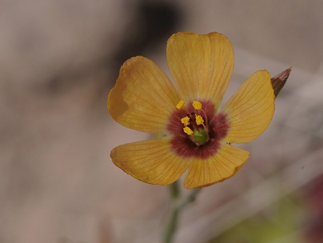 yellow flax