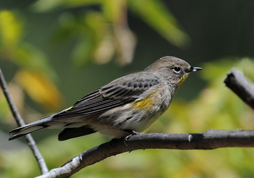 yellow rumped warbler 2