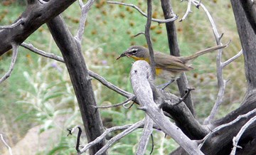 yellow-breasted chat