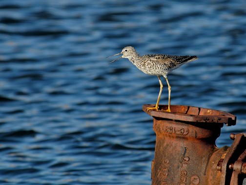 Lesser Yellowlegs at sewer lagoon