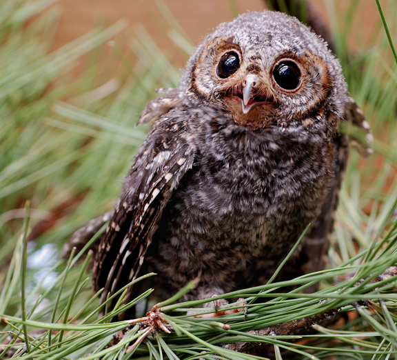 young flam owl