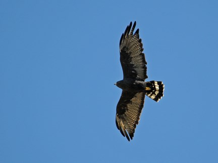 zone tailed hawk