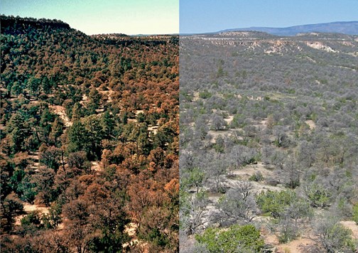 Pinyon Mortality side by sideb