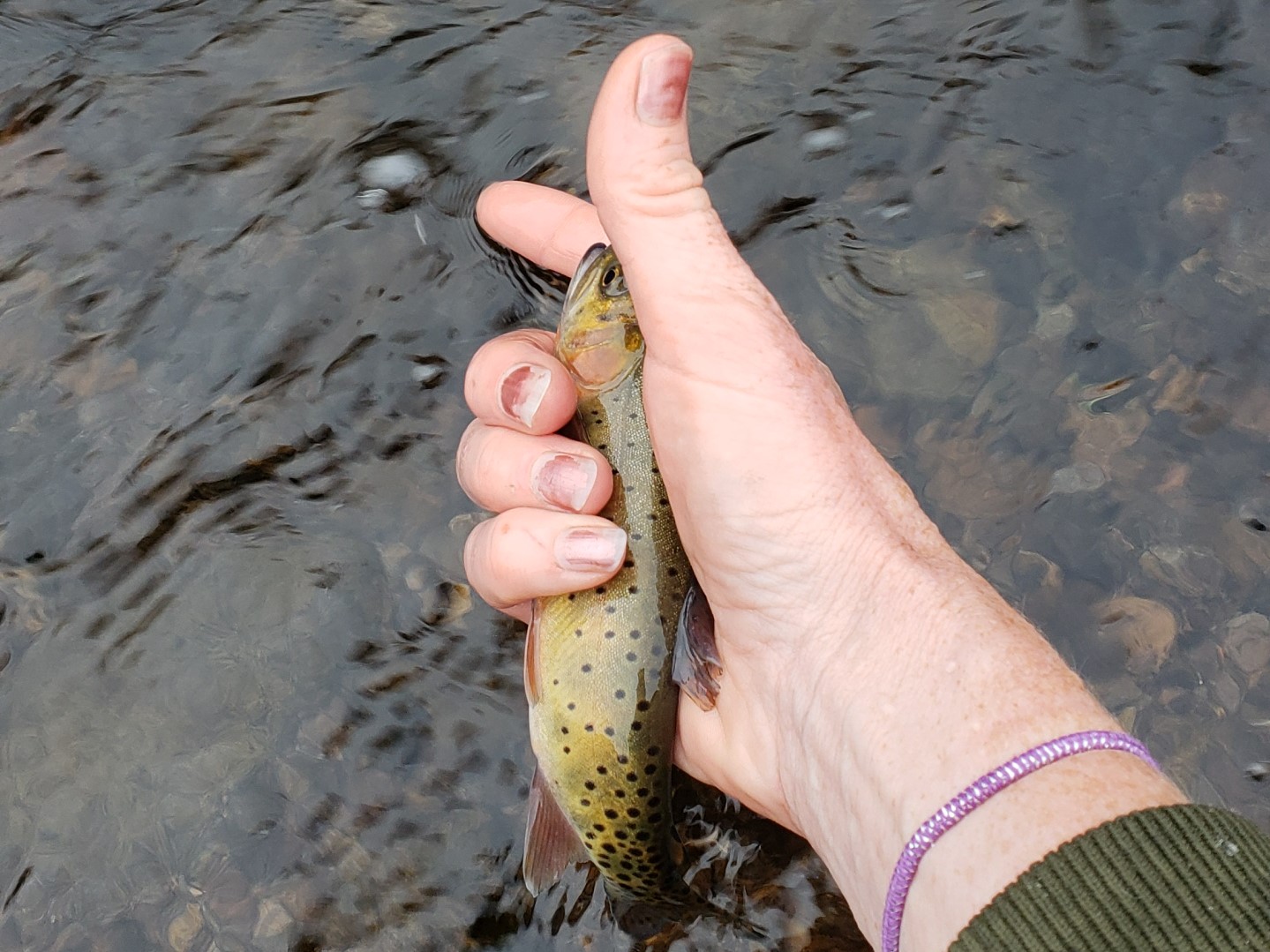 A Rio Grande cutthroat trout being held in a park ranger's hand.