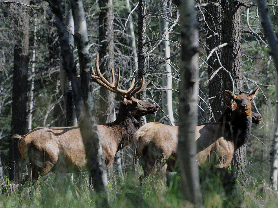 two elk, one a bull with velvet antlers and the other a cow, stand amongst trees