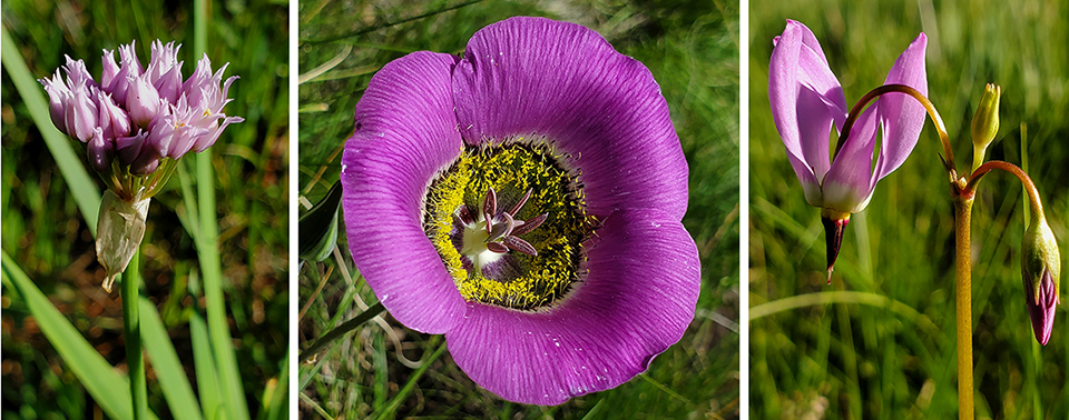 3 pink flowers, one with upright blooms, one with 3 petals, and one upturned petals