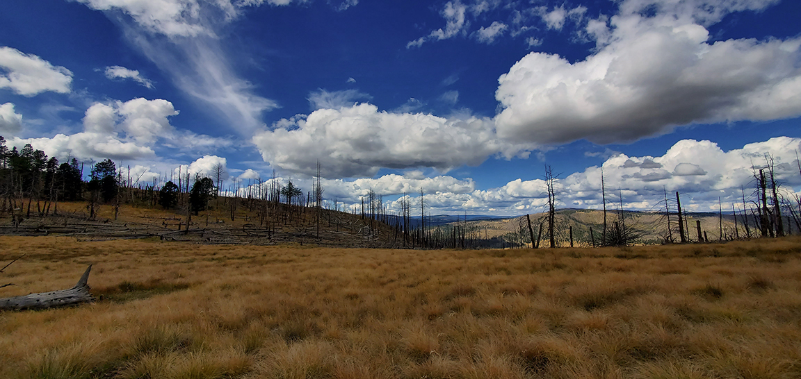 cerro grande 100321 6 sak rolling green and yellow fields and dead trees with white clouds above