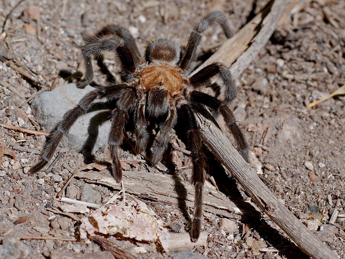 face first tarantula