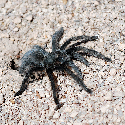 female tarantula at burrow