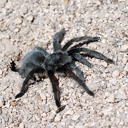 female tarantula at burrow female tarantula at burrow