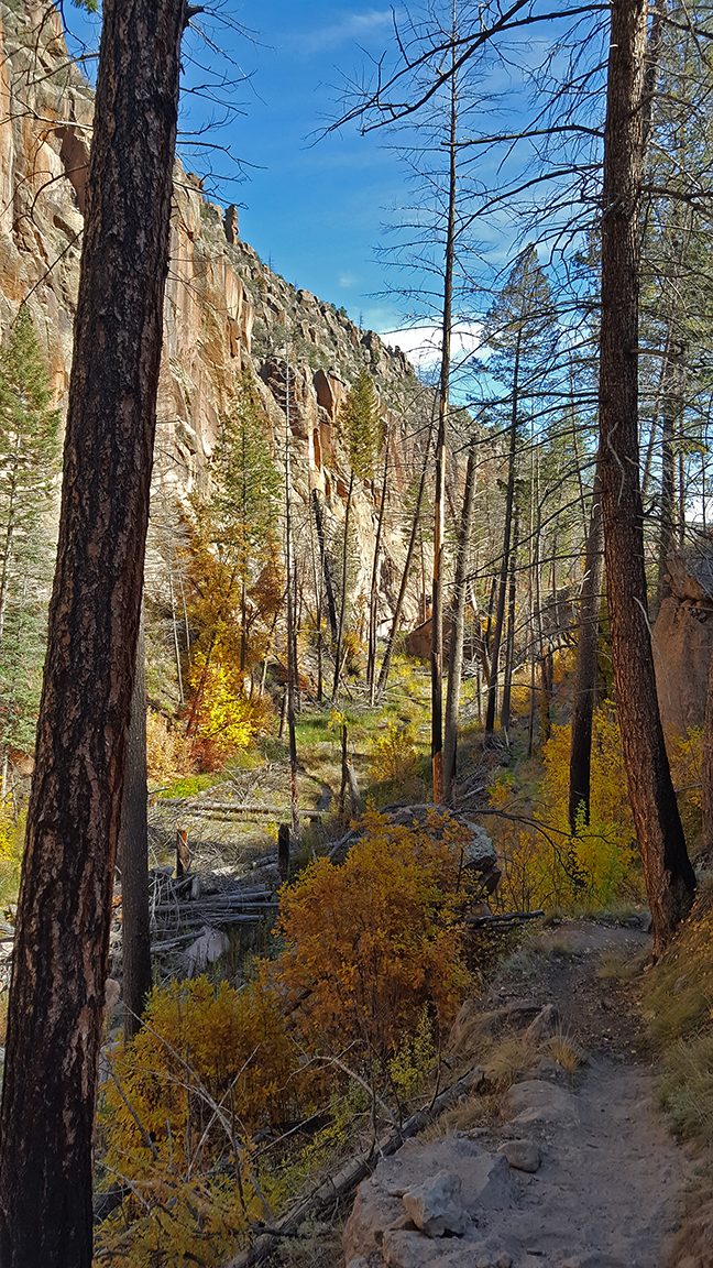 pond hike 102918 17 yellow trees in a narrow walled canyon with blue skies