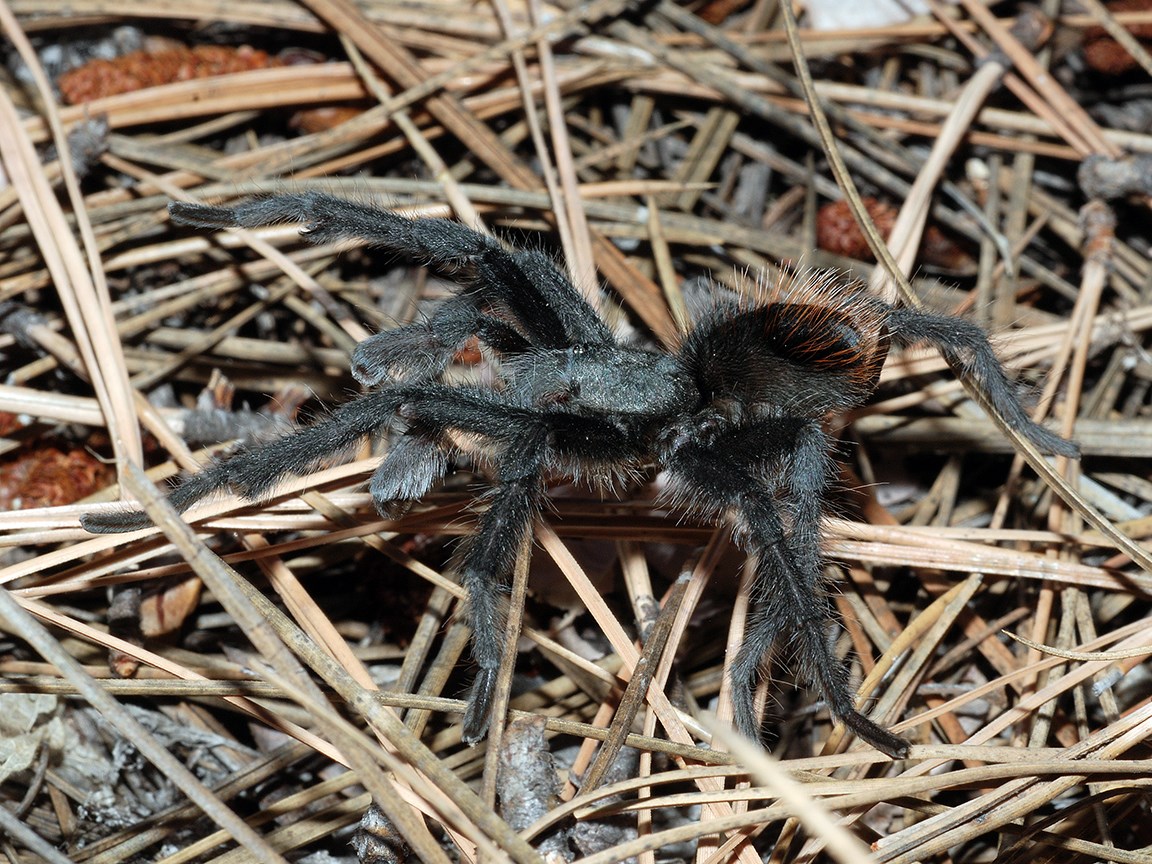 side view walking tarantula