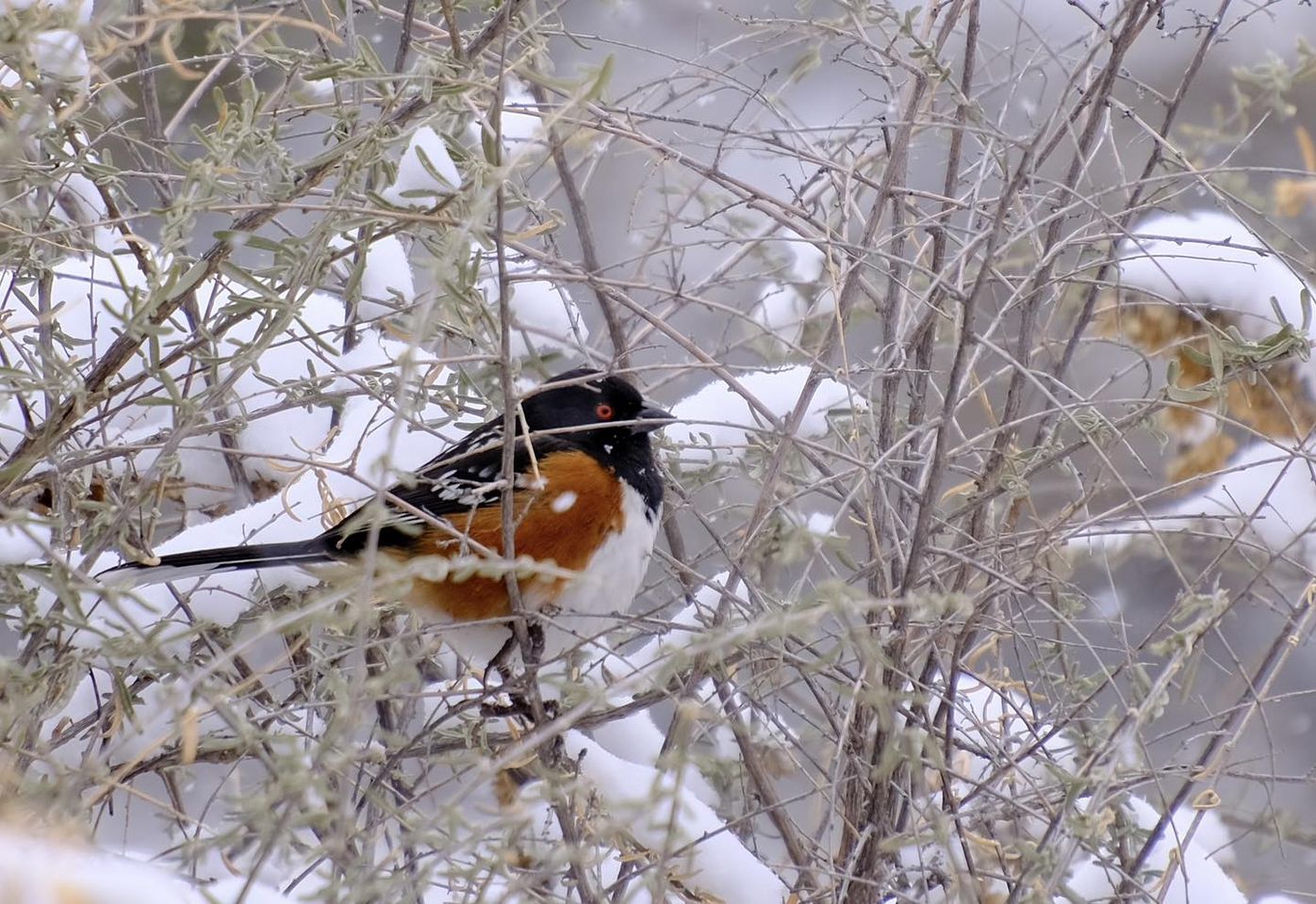 Spotted Towhee in the snow. an orange and black bird perches among branches covered in snow.