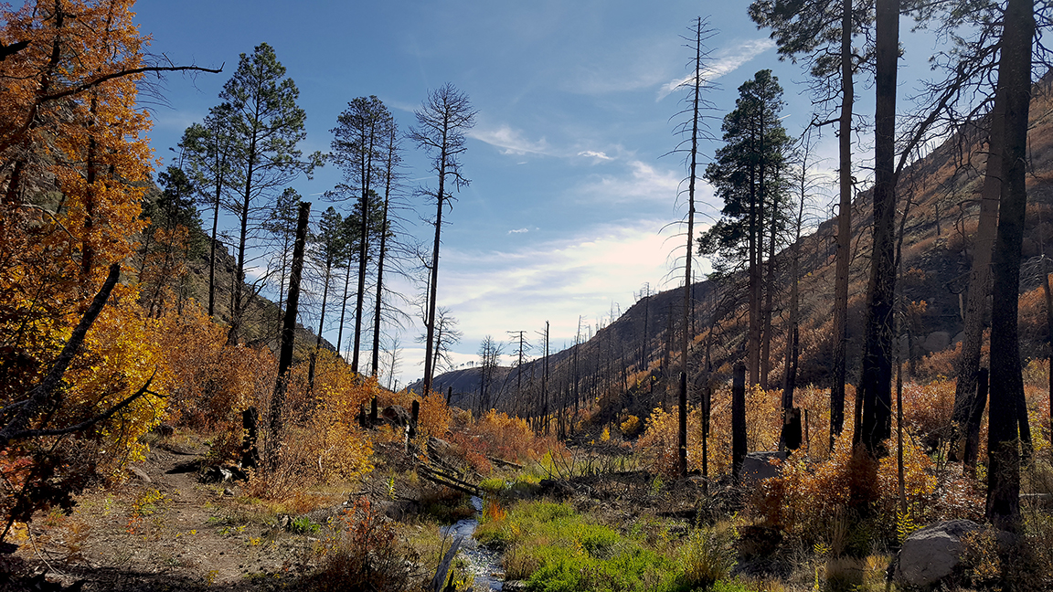 Trees stand on either side of a small stream. The sky is blue with wisps of white clouds.