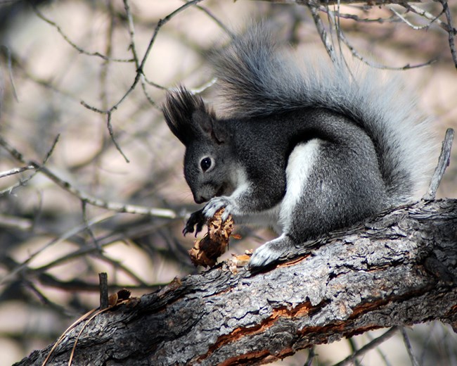 a large gray squirrel with big ear tuffs sits on a tree limb