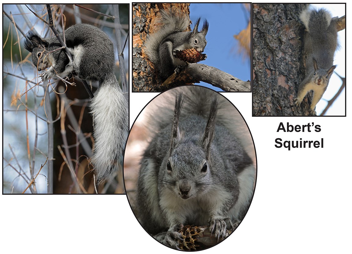 a series of images of a gray squirrel with large tassels on its ears