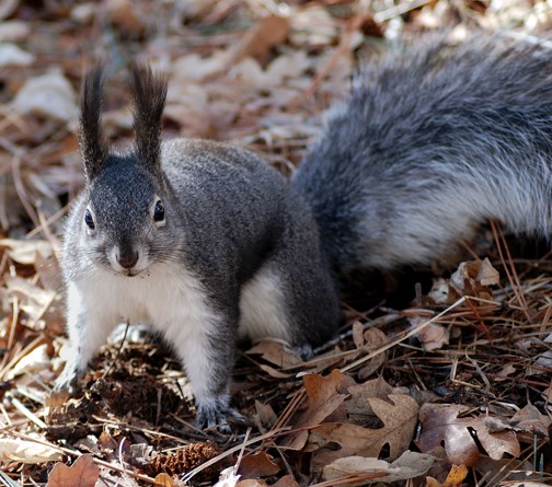abert's squirrel