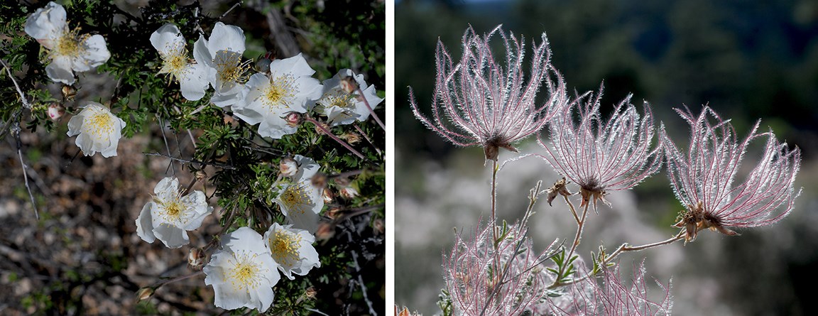 an image of a bush covered with white flowers and one of the same type of bush with colorful plumes