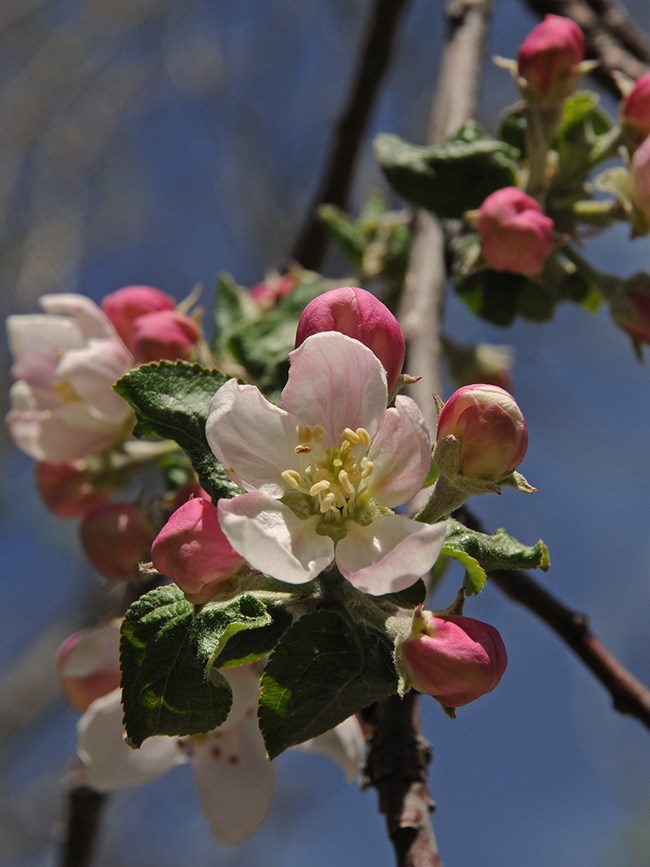 pink and white blossoms on a branch
