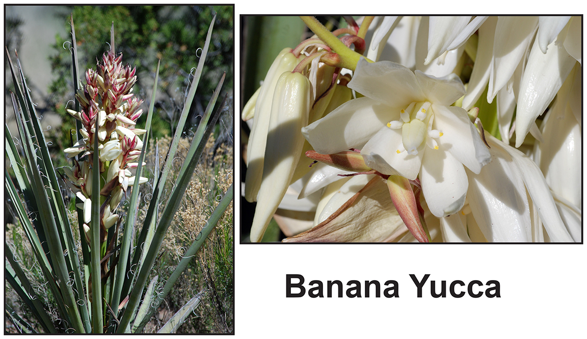 an image of a plant with stiff green leaves and white flowers and a cu of the white flower