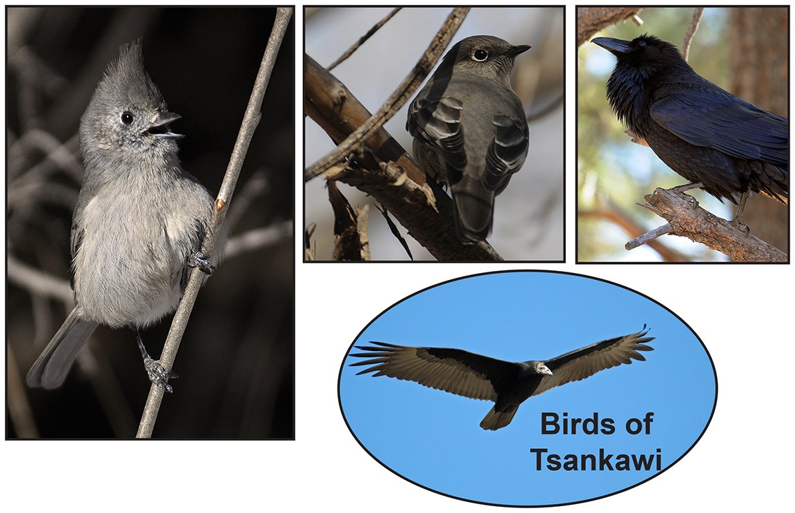 images of 4 birds, all gray or black
