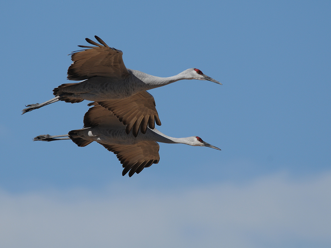 two large white birds flying