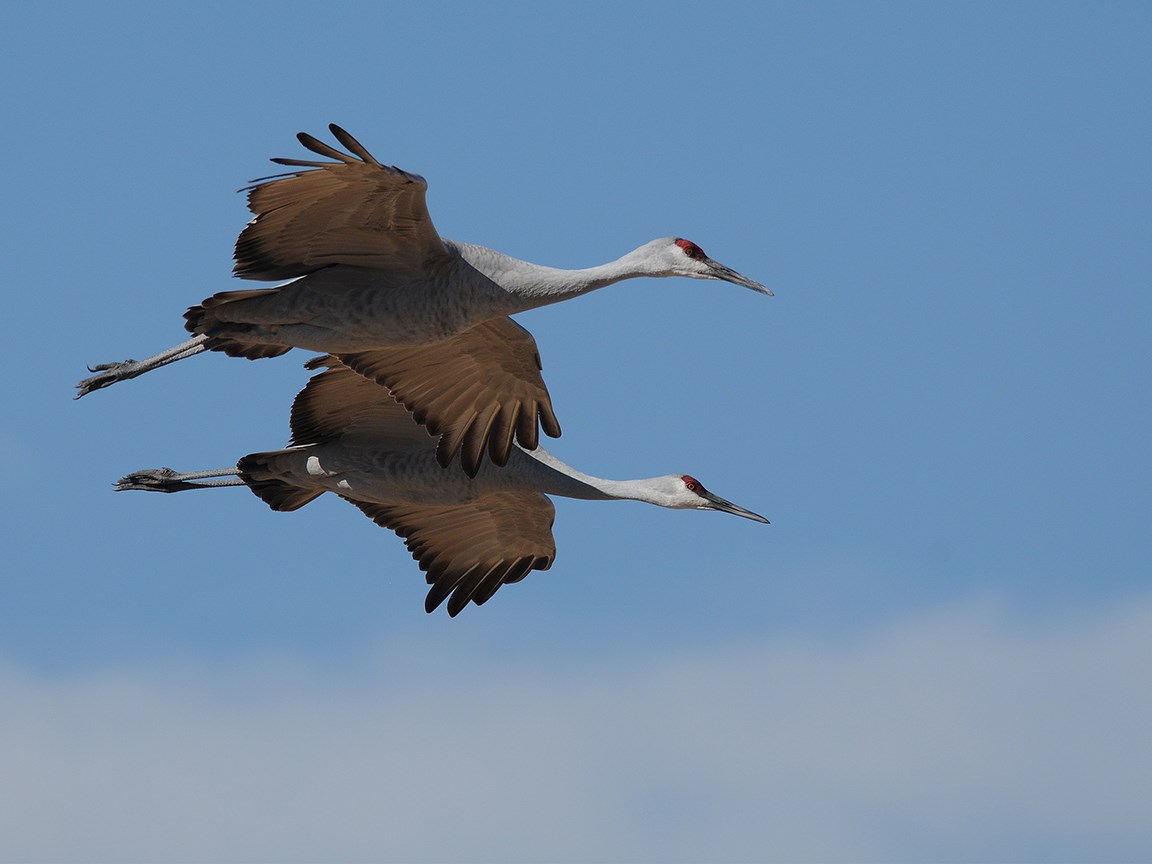 two large white birds flying