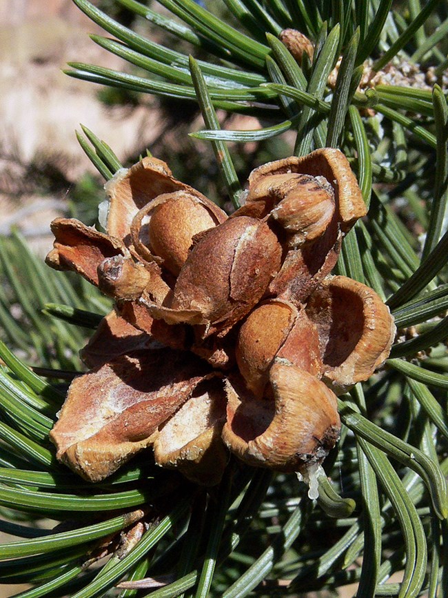 an open cone with seeds visible in front of green needles