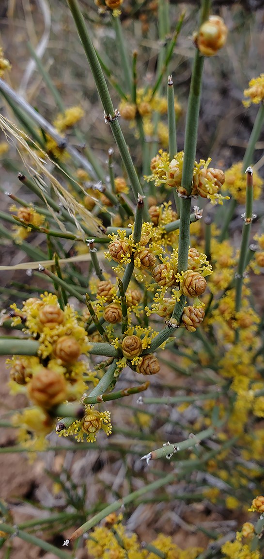a bush with narrow green stems and yellow flowers
