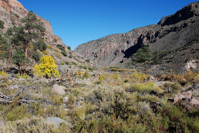 a wide canyon with a river, tall rock sides, and dead trees