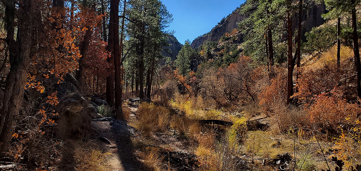 a canyon with many trees with yellow and red leaves