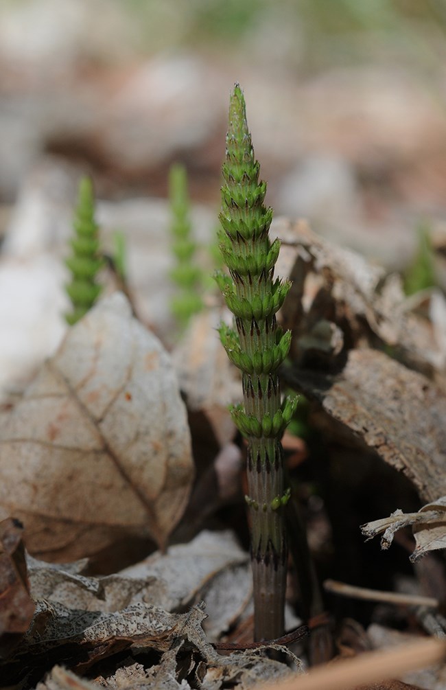a green plant emerges through brown leaves
