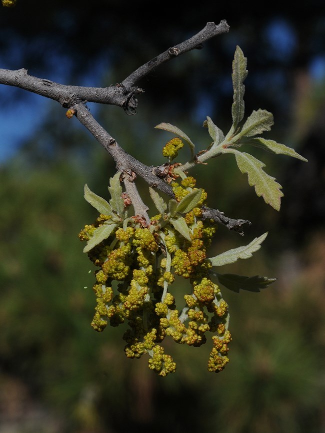 the blooms of an oak tree