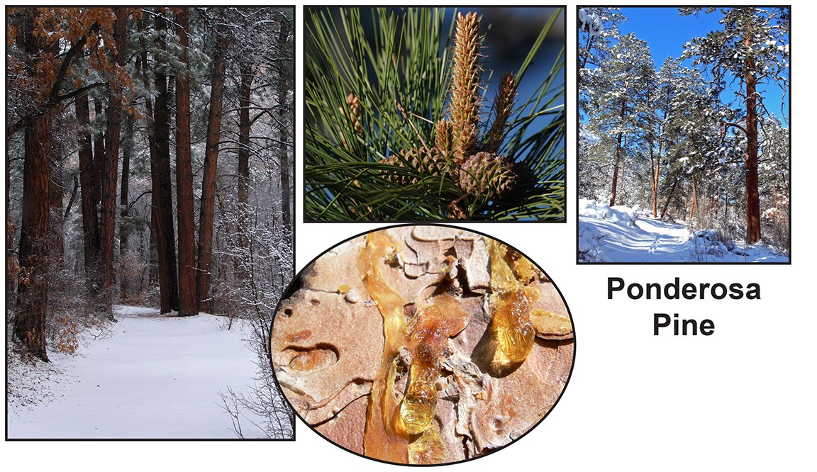 images of a large pinetree with long needles and small compact cones