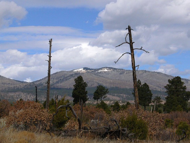 green tree in foreground and mountains in the distance